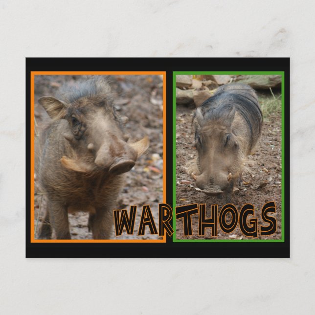 WARTHOGS - VILDA DJUR VYKORT (Framsida)