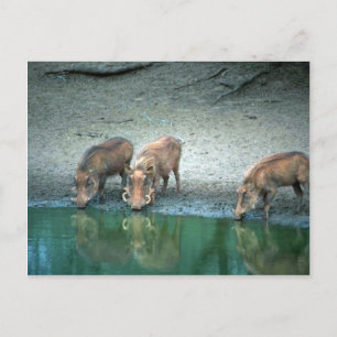 Warthogs Vykort