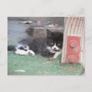 Wary Kitten Vykort