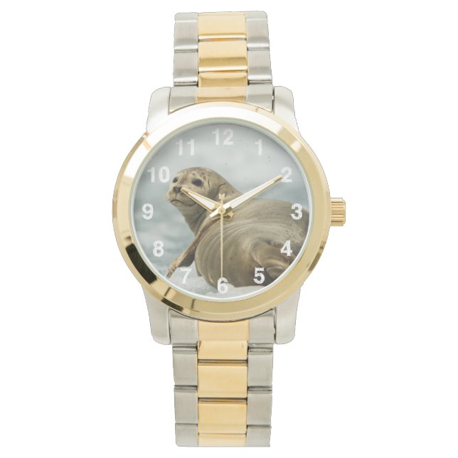 Wary Seal Armbandsur (Framsida)