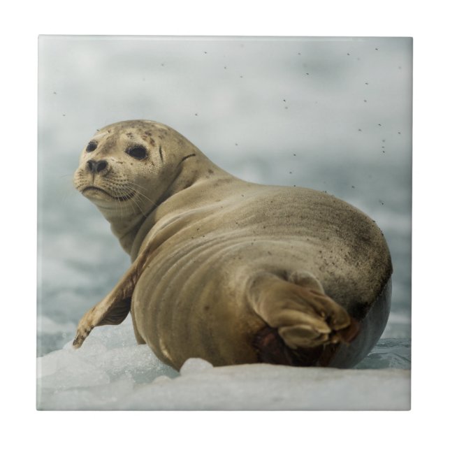 Wary Seal Kakelplatta (Framsidan)