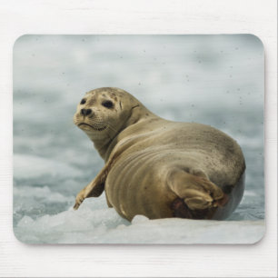 Wary Seal Musmatta