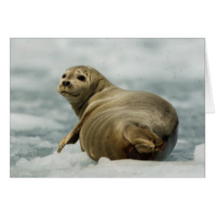 Wary Seal OBS Kort