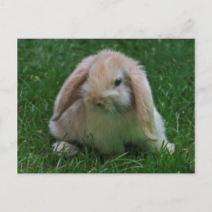 Wascal Wabbit vykort