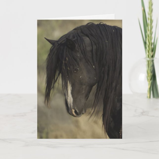 Washakie på Dawn Vild Horse Greeting Card Kort (Framsida)
