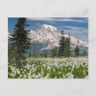 Washington, berget Rainier National Park 1 Vykort