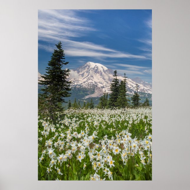Washington, berget Rainier nationalpark 1 Poster (Framsidan)