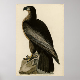 Washington Bird of Audubon's Birds of America Poster