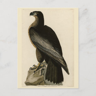 Washington Bird of Audubon's Birds of America Vykort