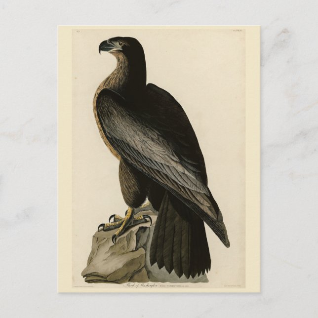 Washington Bird of Audubon's Birds of America Vykort (Framsida)