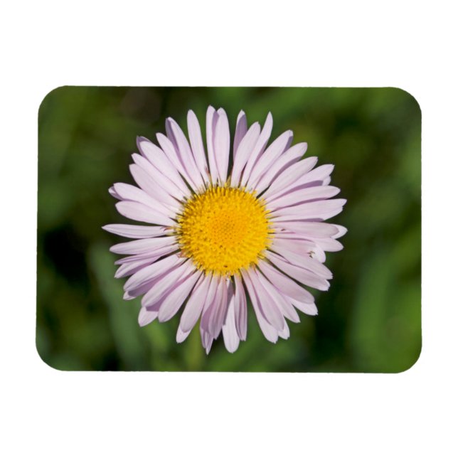 Washington, Cascade Range, Mount Baker Magnet (Horisontell)