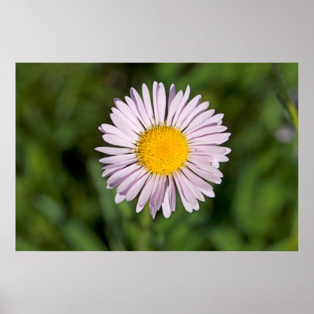 Washington, Cascade Range, Mount Baker Poster (Framsidan)
