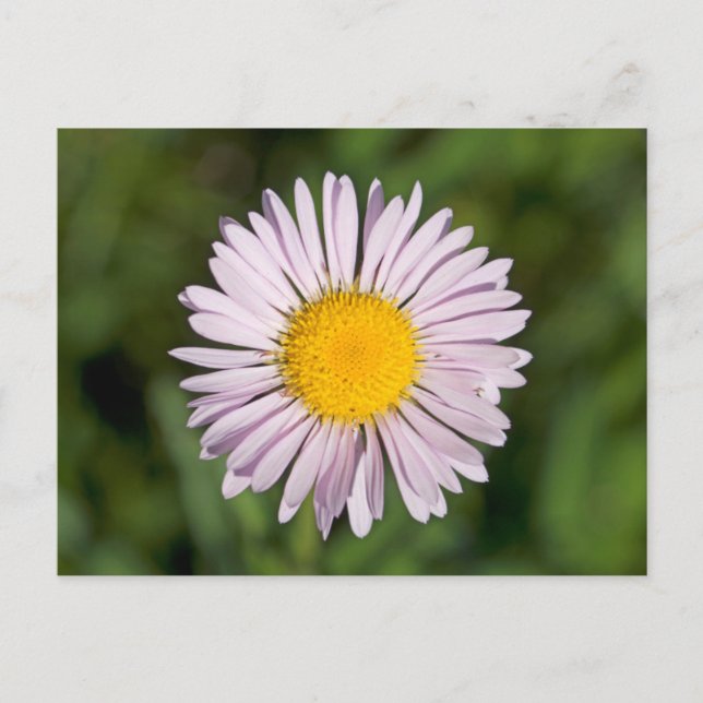 Washington, Cascade Range, Mount Baker Vykort (Framsida)