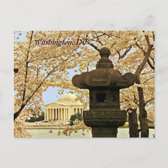 Washington Cherry Blommars Postcard Vykort (Framsida)