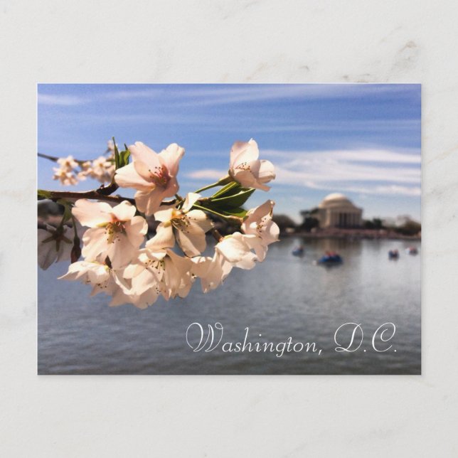 Washington, D.C. Cherry Blommar vycard Vykort (Framsida)