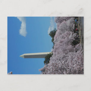 Washington DC Cherry Blommar 2 Vykort