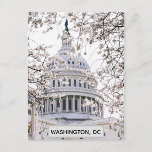 Washington DC Cherry Blommars Travel Photo Vykort