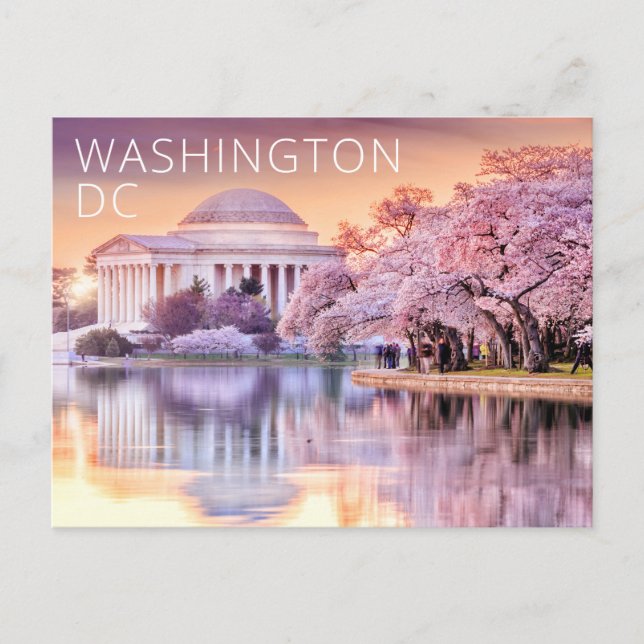 Washington DC Jefferson Memorial Körsbärsblommor Vykort (Framsida)