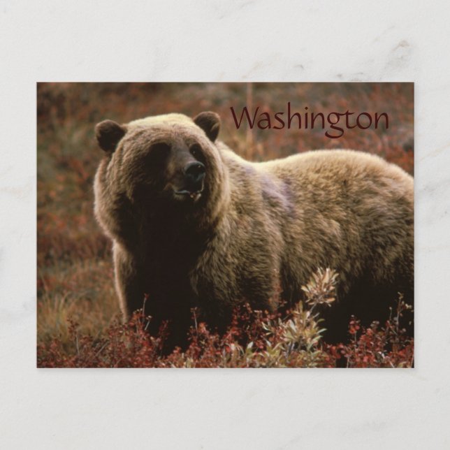 Washington grizzlybjörn vykort (Framsida)