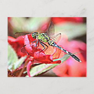 Washington Grönt Darner Dragonfly Vykort