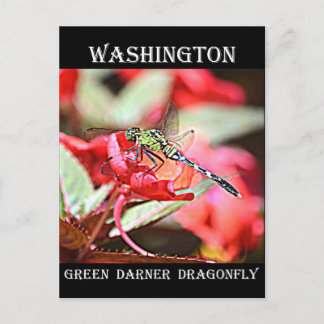 Washington Grönt Darner Dragonfly Vykort