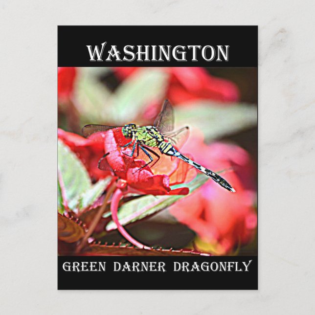 Washington Grönt Darner Dragonfly Vykort (Framsida)