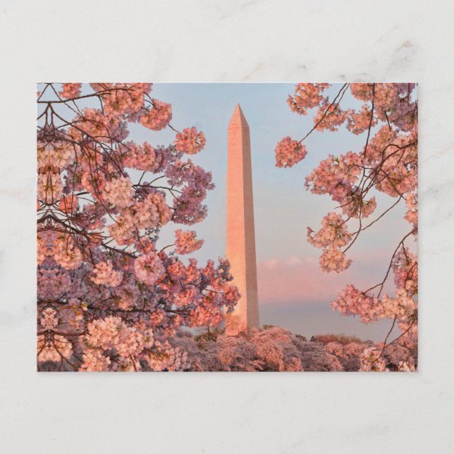 Washington Monument - Cherry Blossoms Vykort (Framsida)