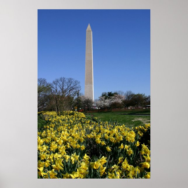 Washington Monument Daffodils Poster (Framsidan)