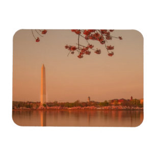 Washington monument Sakura på sunset.en Magnet