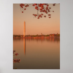 Washington monument Sakura på sunset.en Poster