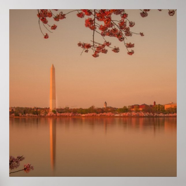 Washington Monument Sakura vid solnedgången. Poster (Framsidan)