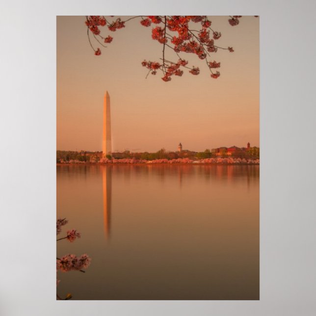 Washington Monument Sakura vid solnedgången. Poster (Framsidan)