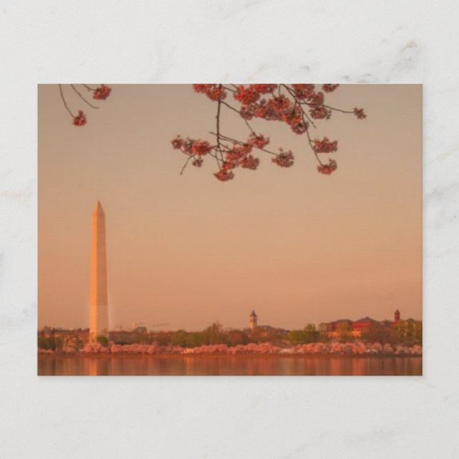Washington Monument Sakura vid solnedgången. Vykort (Framsida)
