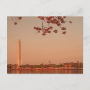 Washington Monument Sakura vid solnedgången. Vykort