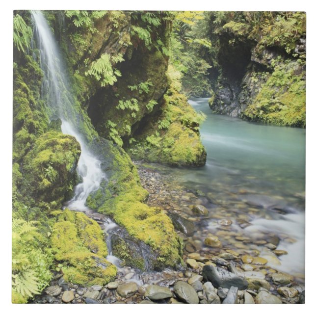 Washington, Olympic nationalpark, Säsongsbetonad Kakelplatta (Framsidan)