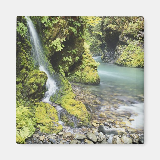 Washington, Olympic nationalpark, Säsongsbetonad Magnet (Framsidan)