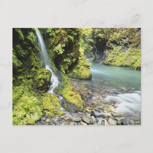 Washington, Olympic nationalpark, Säsongsbetonad Vykort (Framsida)