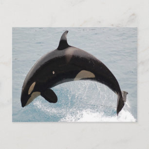 Washington Orca Whale Vykort
