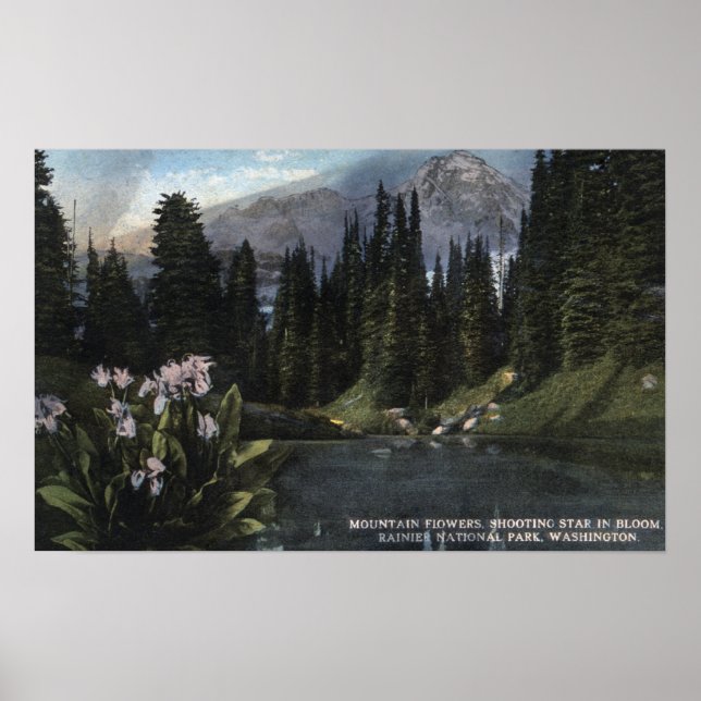 Washington - Rainier National Park, Shooting Sta Poster (Framsidan)