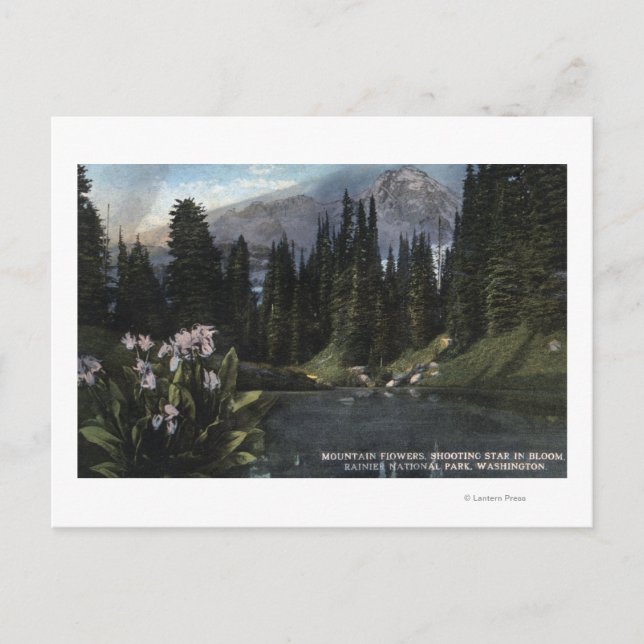 Washington - Rainier National Park, Shooting Sta Vykort (Framsida)