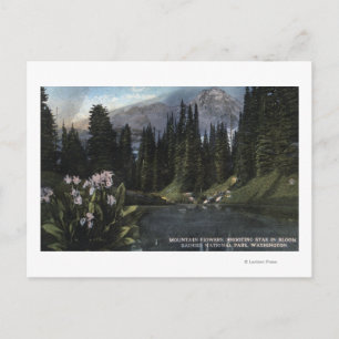 Washington - Rainier National Park, Shooting Sta Vykort