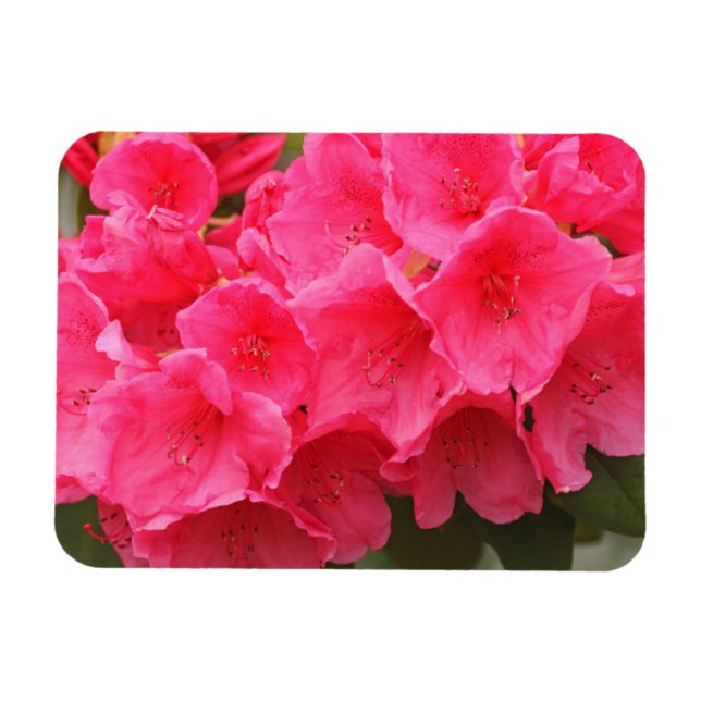 Washington, Seattle, Puget Ljud, Discovery Park Magnet (Horisontell)