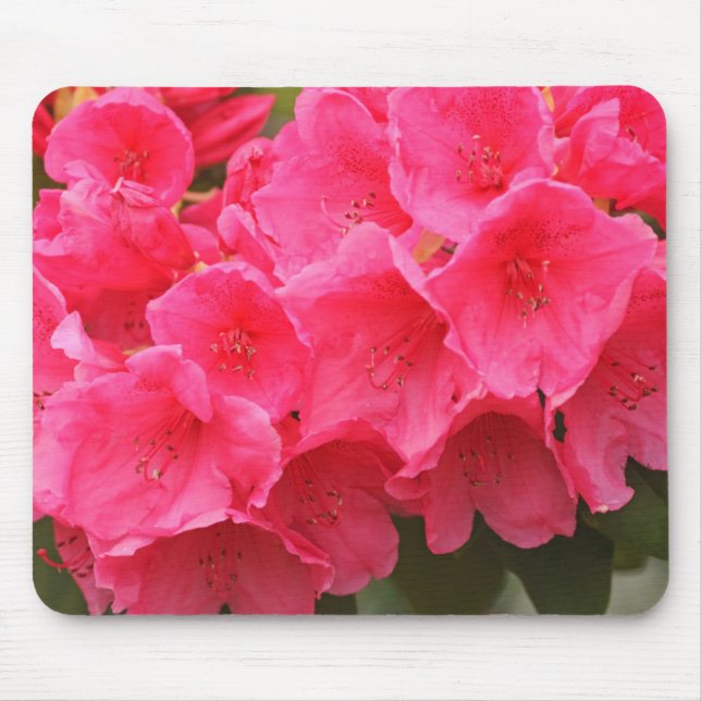 Washington, Seattle, Puget Ljud, Discovery Park Musmatta (Framsidan)