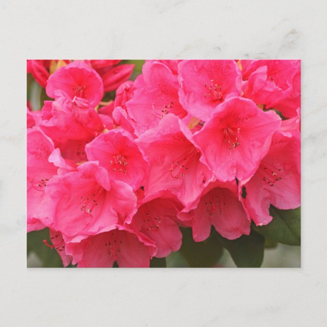 Washington, Seattle, Puget Ljud, Discovery Park Vykort (Framsida)