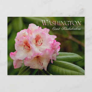 Washington State Flower: Kusten Rhododendron Vykort