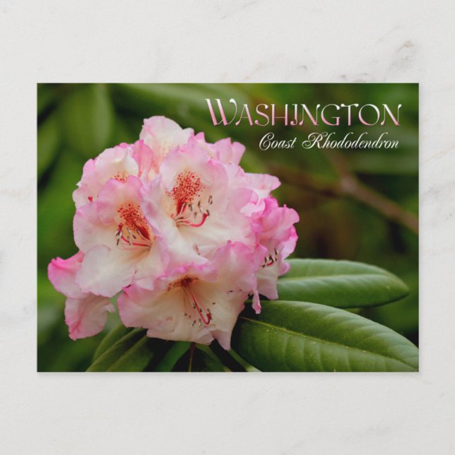 Washington State Flower: Kusten Rhododendron Vykort (Framsida)