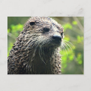 Washington State Otter-vykort Vykort