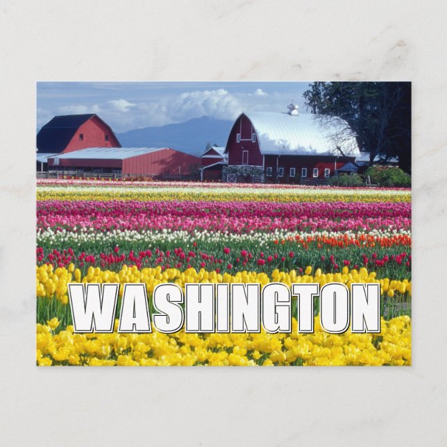 Washington State | Tulpanfält | Grattis på födelse Vykort (Framsida)