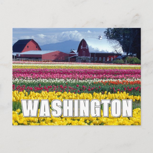 Washington State | Tulpanfält Vykort (Framsida)