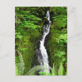 Washington State-vykort: Quinault Rain Forest Vykort